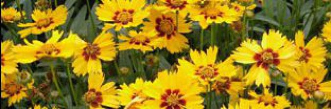 cropped-cropped-coreopsis_flowers.jpg